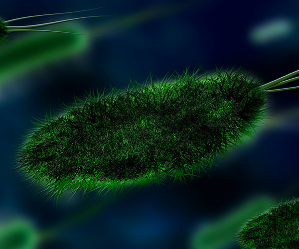bacteria
